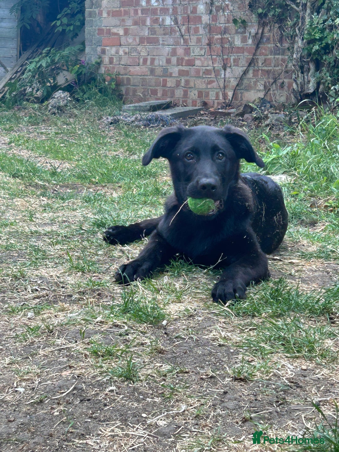 Mixed Breed dogs for sale: Shepador  - Image 1