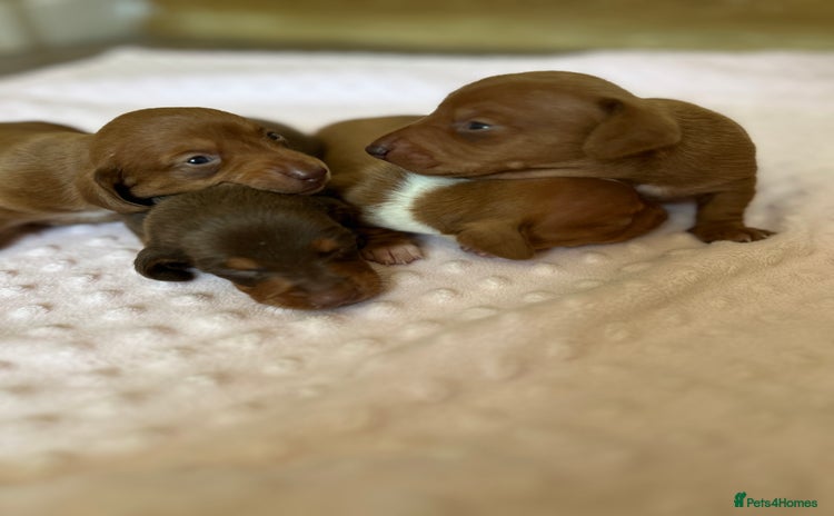 Miniature Dachshund dogs - Advert 2