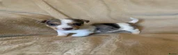 Jack Russell dogs for sale: Exceptional unusual coloured mini JR puppies - Advert 9