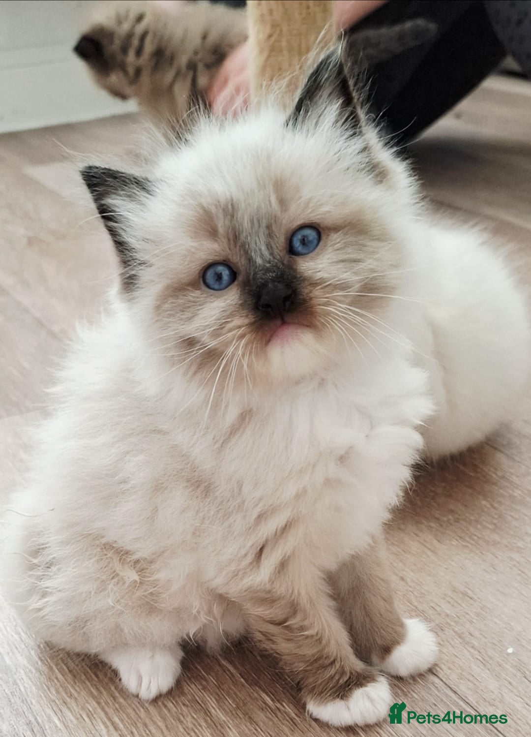 Ragdoll cats 🩵🩵 Ragdoll kittens Ready Now 🩵🩵 - Advert 2
