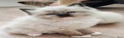 Ragdoll cats for sale: 🩵🩵 Ragdoll kittens Ready Now 🩵🩵 - Advert 1