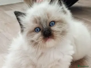 Ragdoll cats 🩵🩵 Ragdoll kittens Ready Now 🩵🩵 - Advert 4