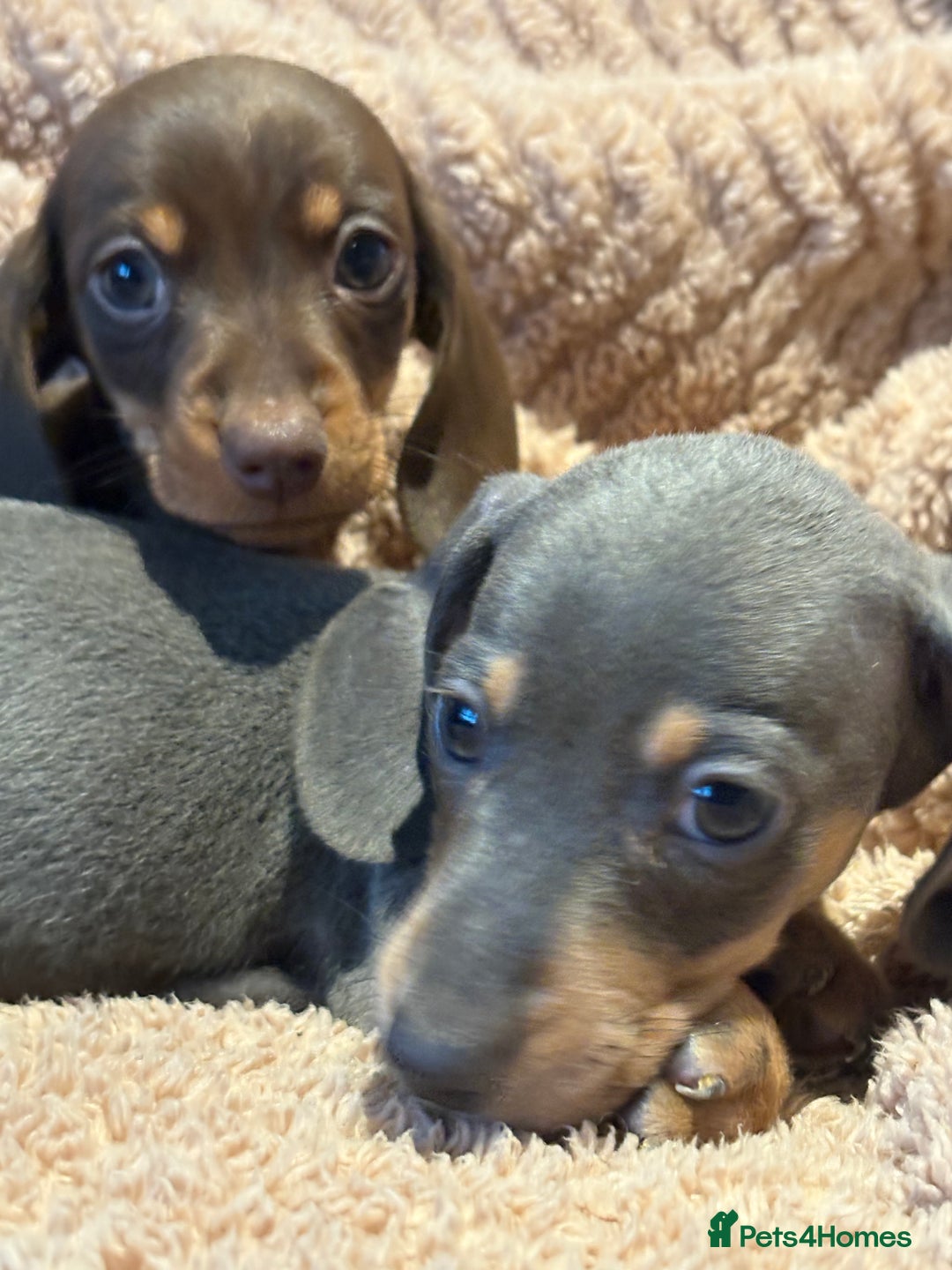 Dachshund dogs for sale: ⭐️KC reg miniature ⭐️Ready now litter Dachshunds  - Advert 14