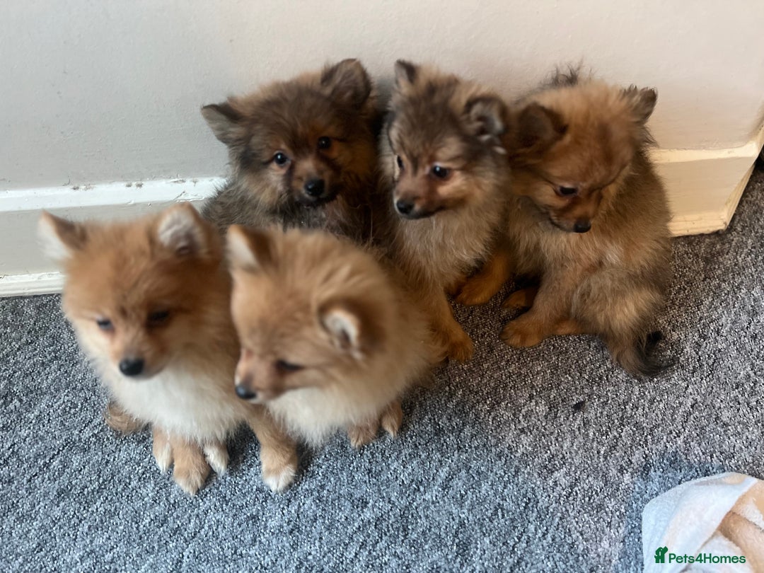 Mixed Breed dogs for sale: The cutest Pups: German & Japanese Pomeranian - Advert 24
