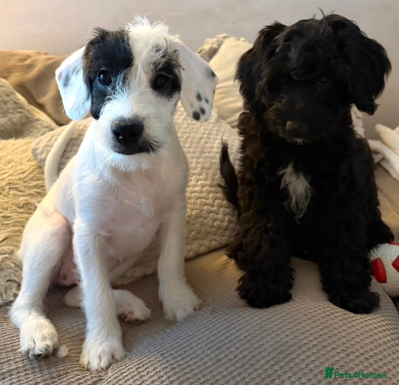 Mixed Breed dogs Miniature Poodle X French Bulldog Puppies - Advert 2