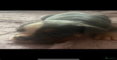 Olde English Bulldogge dogs - Advert 6