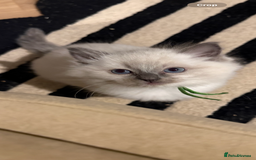 Ragdoll cats for sale: 5 beautiful Ragdoll kittens - Image 6