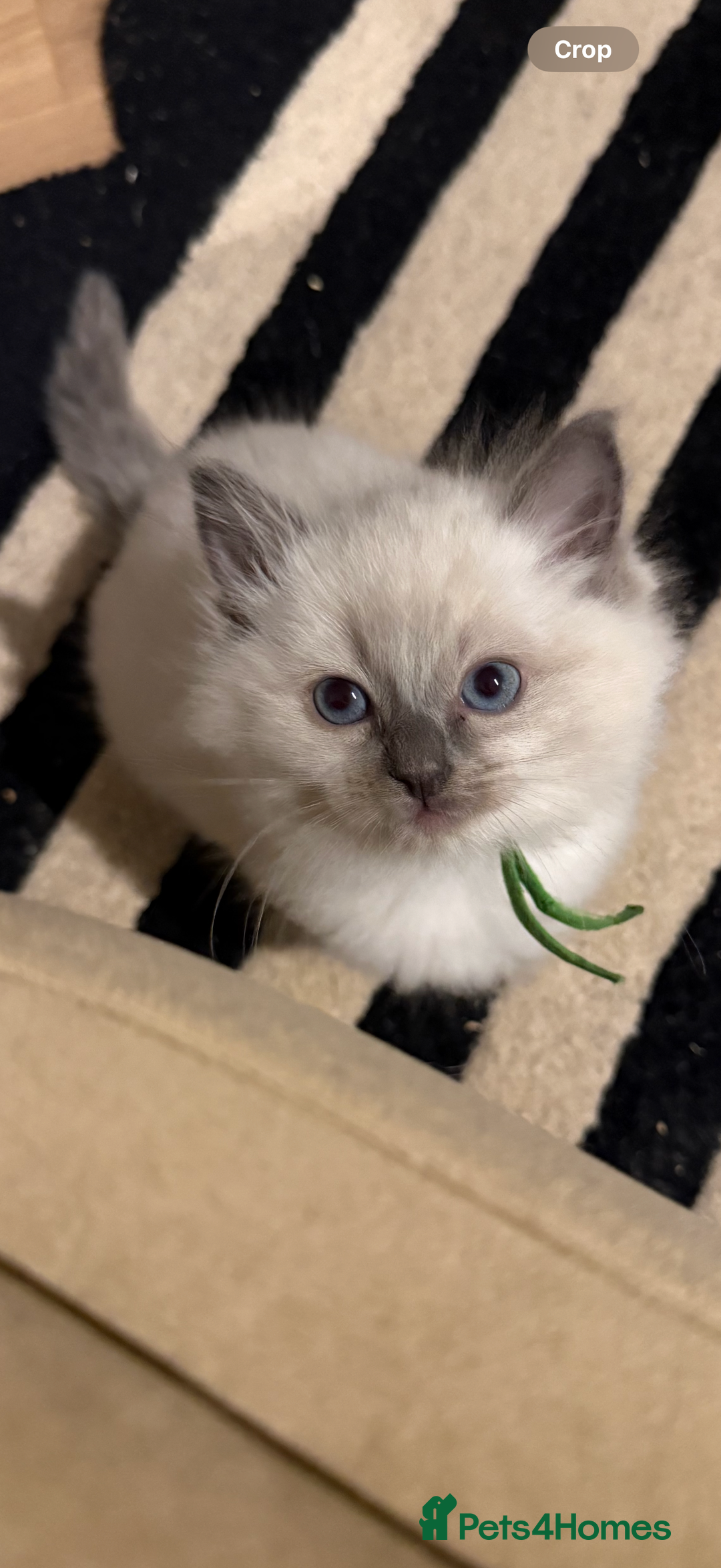 Ragdoll cats for sale: 5 beautiful Ragdoll kittens - Image 6