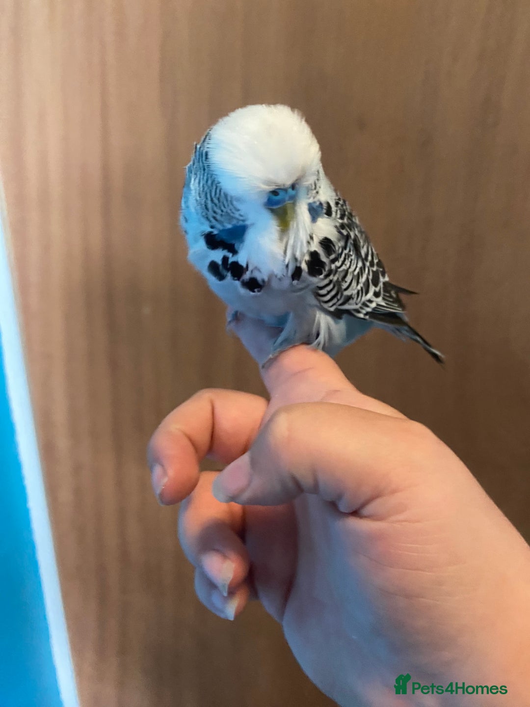 Lovebirds birds for sale: 4 year old female and 6 week old baby and budgie - Image 10