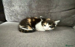 American Shorthair cats for sale: Smart stunning mixed colour kittens  - Image 24