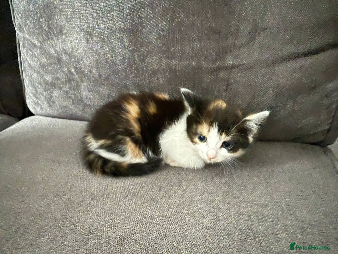 American Shorthair cats for sale: Smart stunning mixed colour kittens  - Image 24