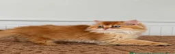 British Longhair cats for sale: Beautiful British Longhair Golden Shaded NY11  - Advert 6