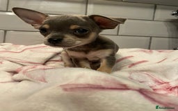 Chihuahua dogs for sale: Chihuahua puppies for sale  - Image 17