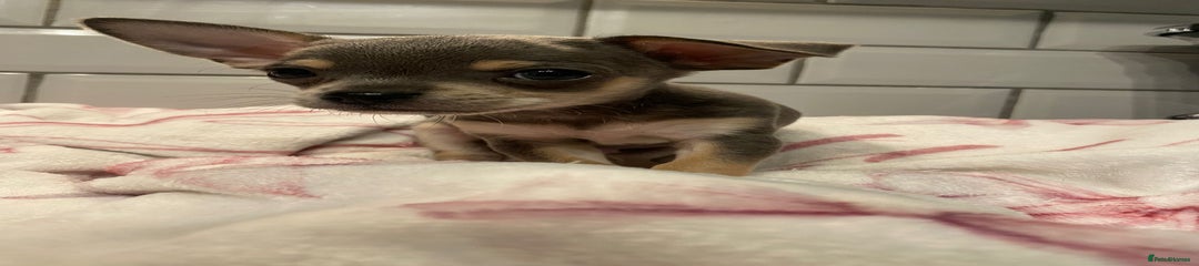 Chihuahua Puppy 5