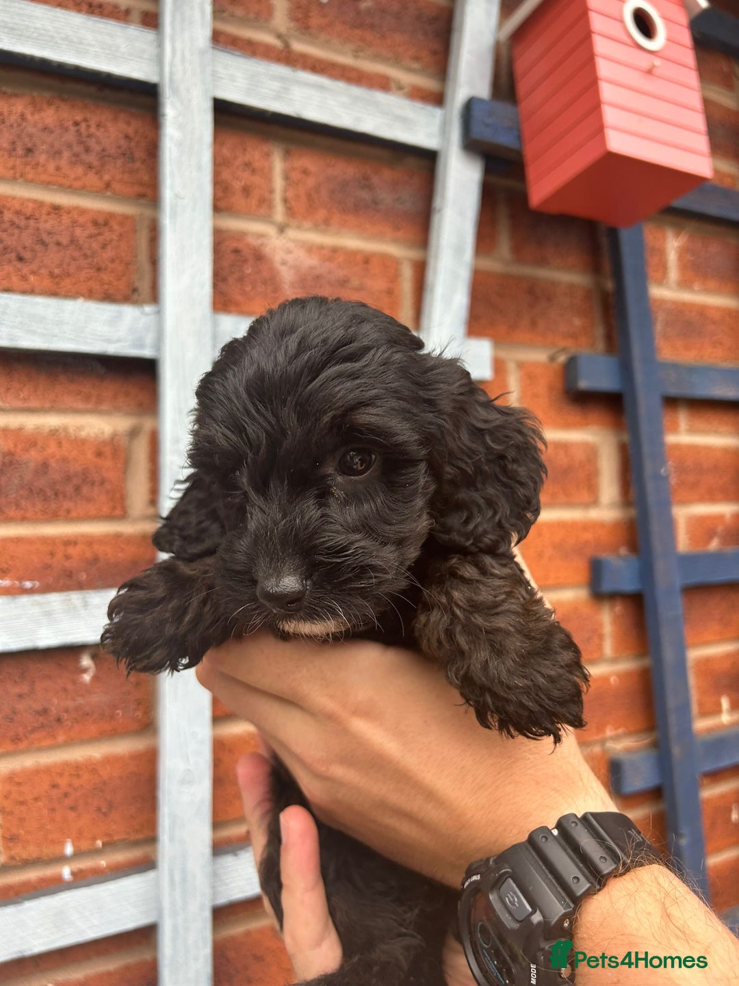 Cockapoo dogs for sale: Cockapoo Puppies (TOY) - Image 23