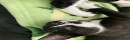 Mixed Breed cats for sale: Beautiful black and white kittens  - Advert 15