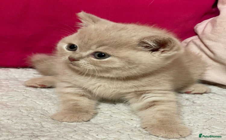 British Shorthair cats - Advert 12