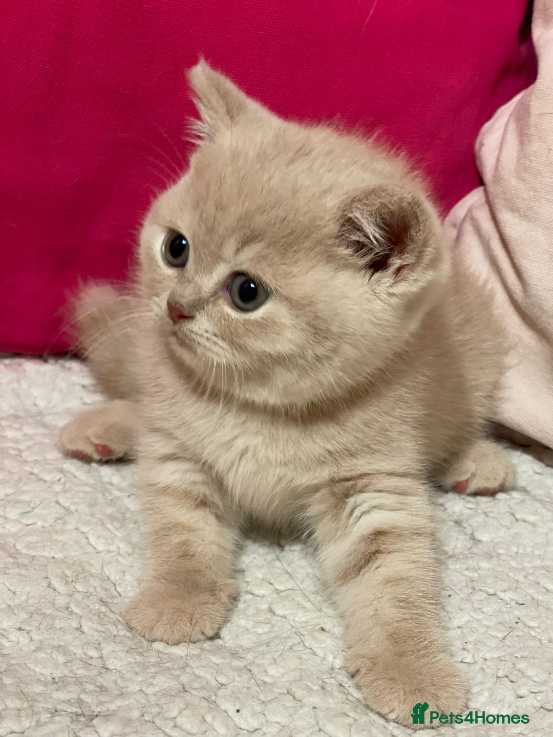 British Shorthair cats for sale: Beautiful British Shorthair cream female  - Image 1