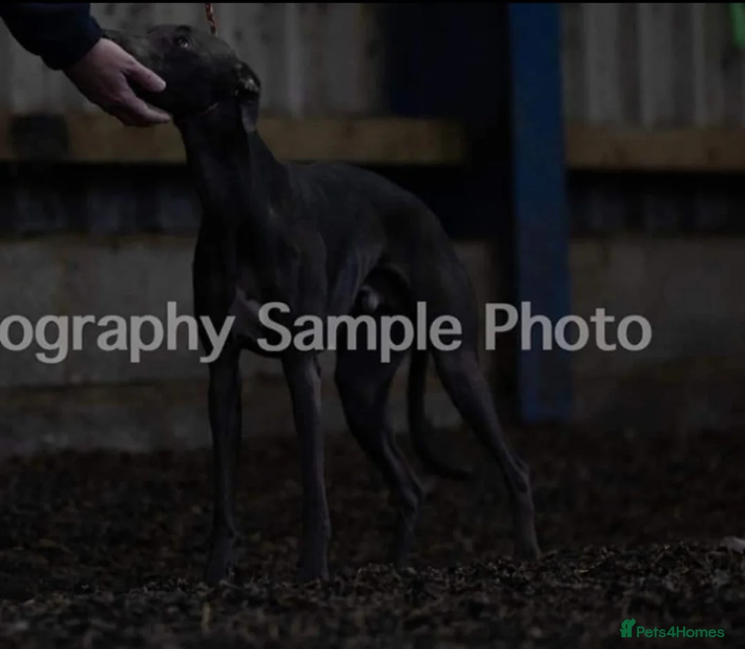 Whippet dogs for stud: Small 19",heart test clear,Full Blue Kc reg stud in Bishop Auckland - Advert 2