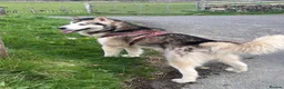 Alaskan Malamute dogs for sale: K.C Registered Quality Alaskan Malamute Puppies - Advert 9
