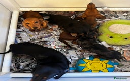 Miniature Dachshund dogs for sale: Stunning Puppies - Advert 2