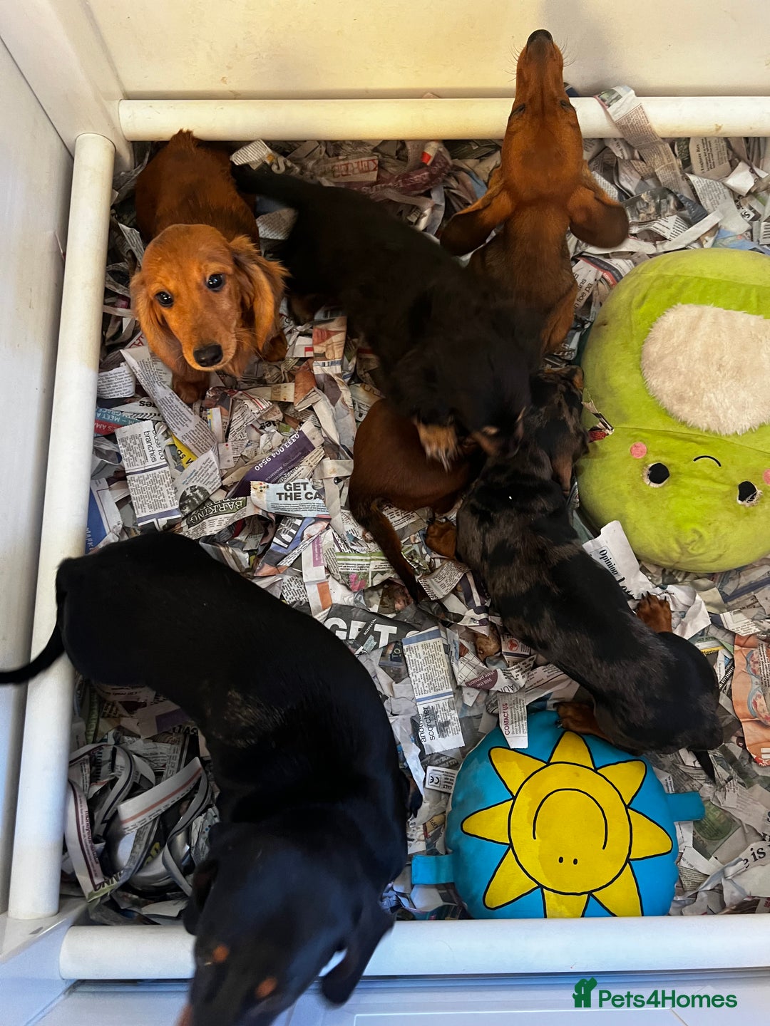 Miniature Dachshund dogs for sale: Stunning Puppies - Advert 2