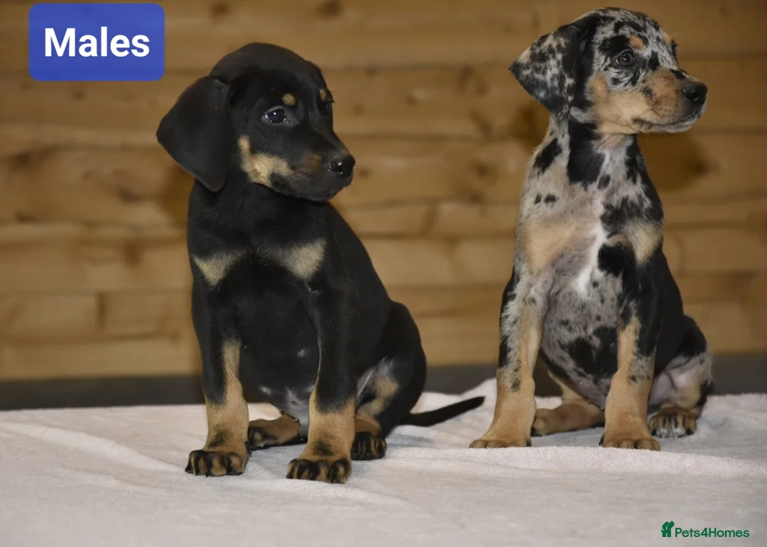 Mixed Breed dogs for sale: Unique hybrid dobermann puppies - Advert 12