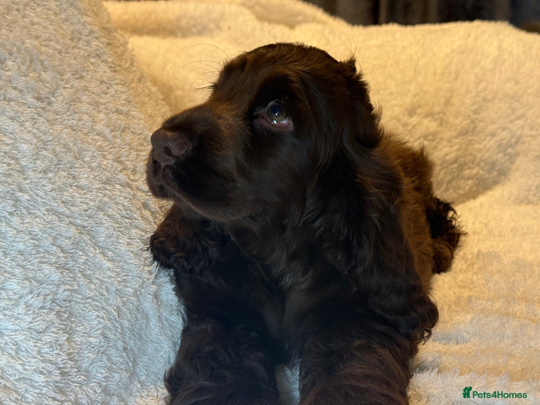 Cocker Spaniel dogs for sale: KC Show Cocker Spaniel boy fully vaccinated  - Image 10