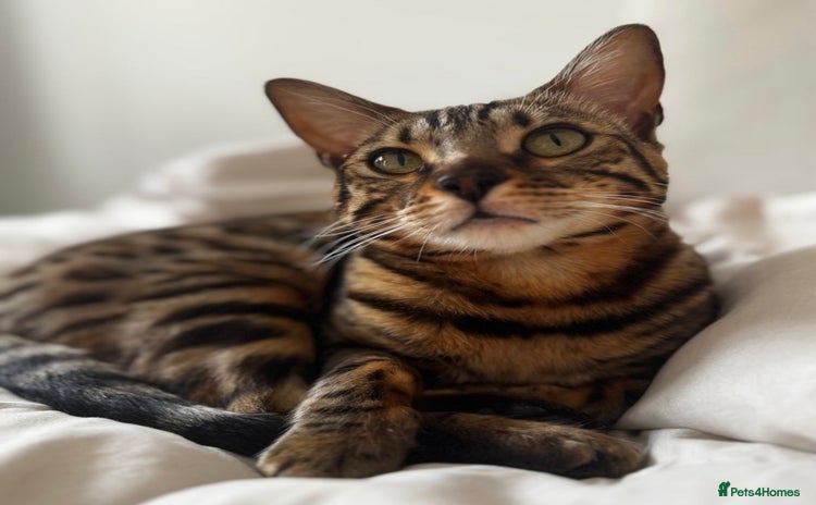 Bengal cats - Advert 6