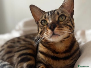 Bengal cats - Advert 8