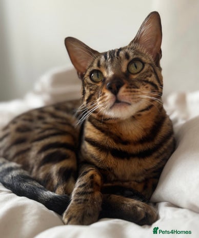 Bengal cats - Advert 6