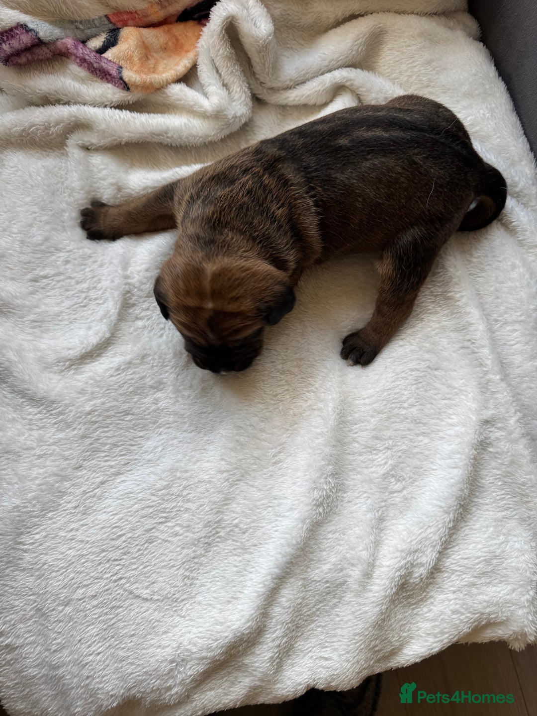 Cane Corso dogs for sale: 6 beautiful cane Corso puppies  - Advert 7