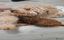Toy Poodle dogs for sale: Deep red gorgeous Toy poodle boy - Image 9