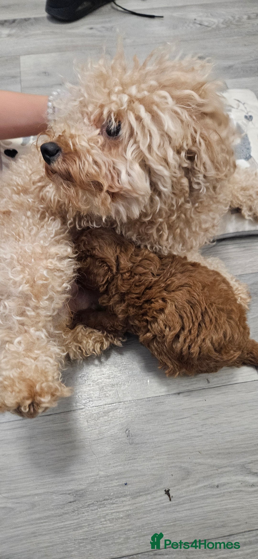 Toy Poodle dogs for sale: Deep red gorgeous Toy poodle boy - Image 9
