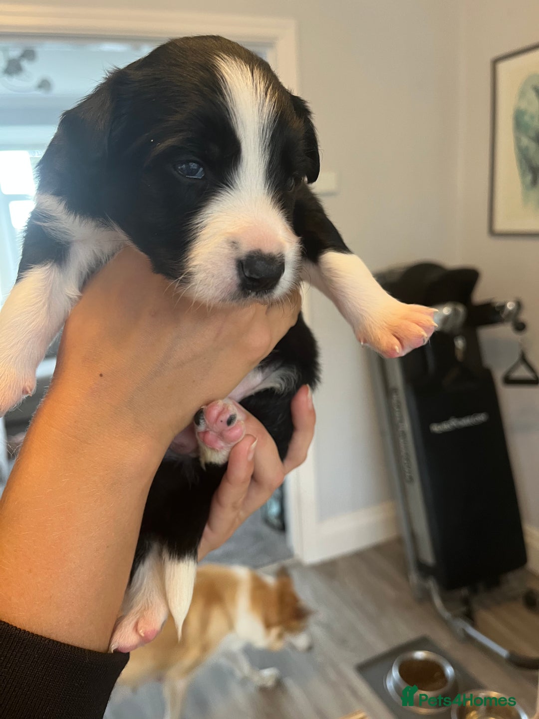Border Collie dogs for sale: Border Collie pup- Merle, Black, Chocolate, Blonde - Image 7
