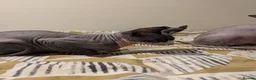 Sphynx cats for sale: *PEDIGREE SPHYNX* TICA REGISTERED *DNA HCM4 CLEAR* - Advert 24