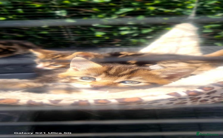 Maine Coon cats - Advert 12