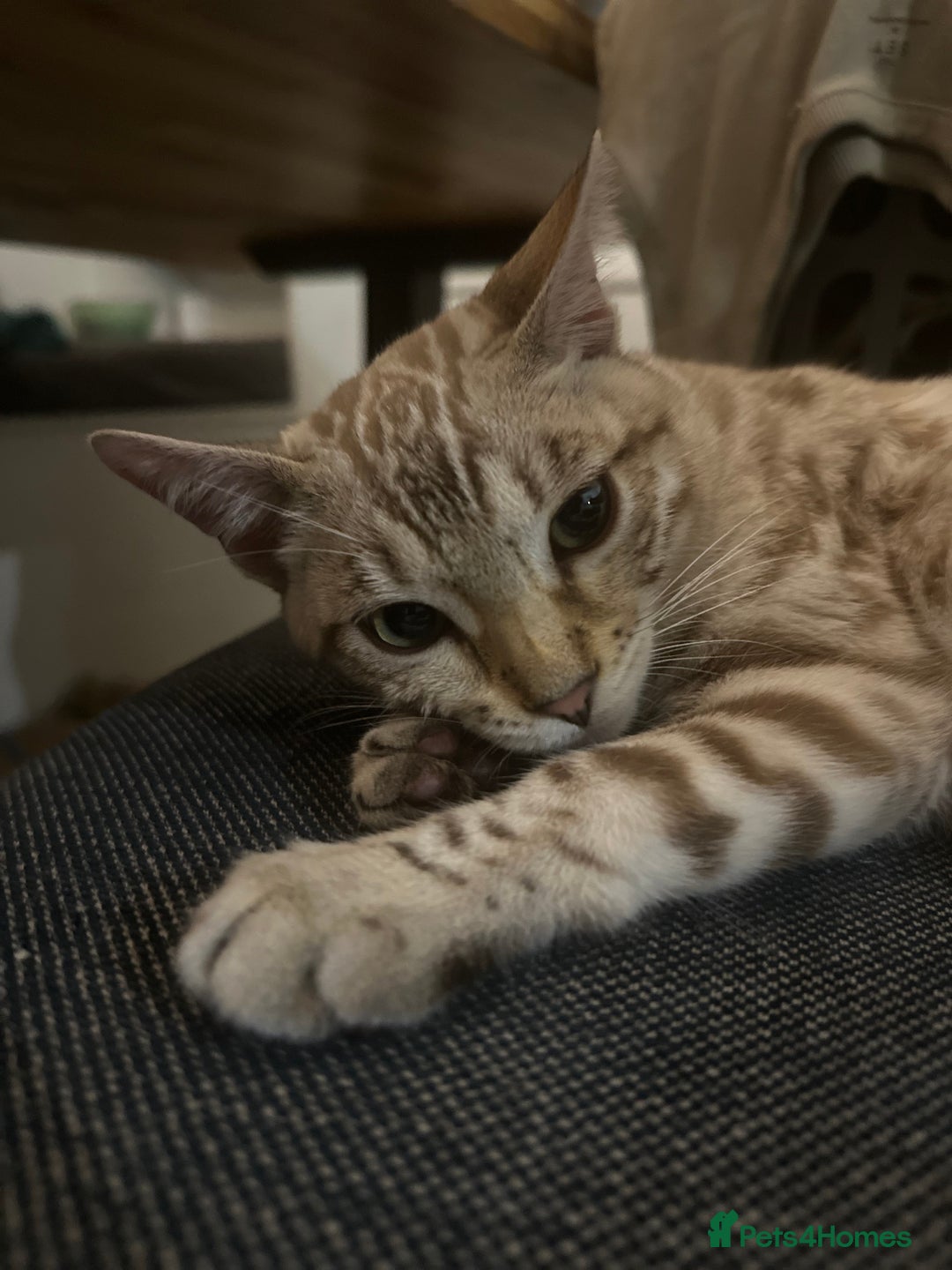 Bengal cats for sale: 6 month old Snow Mink Pedigree TICA  - Advert 4