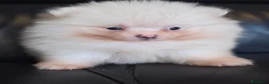 Pomeranian Puppy girl 