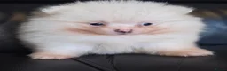 Pomeranian dogs for sale: Absolutely  stunning pomeranian  puppies  - Advert 21