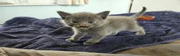 Russian Blue cats for sale: Pure Bred Russian Blue Kittens - Advert 15