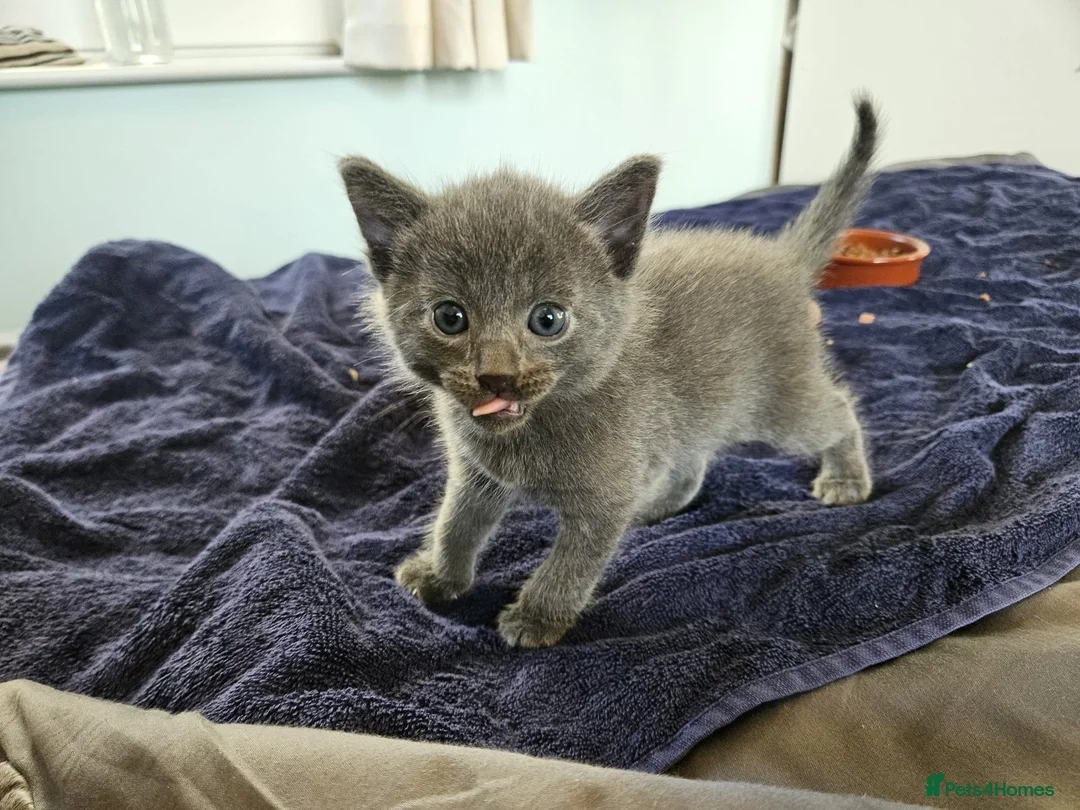 Russian Blue cats for sale: Pure Bred Russian Blue Kittens - Advert 15
