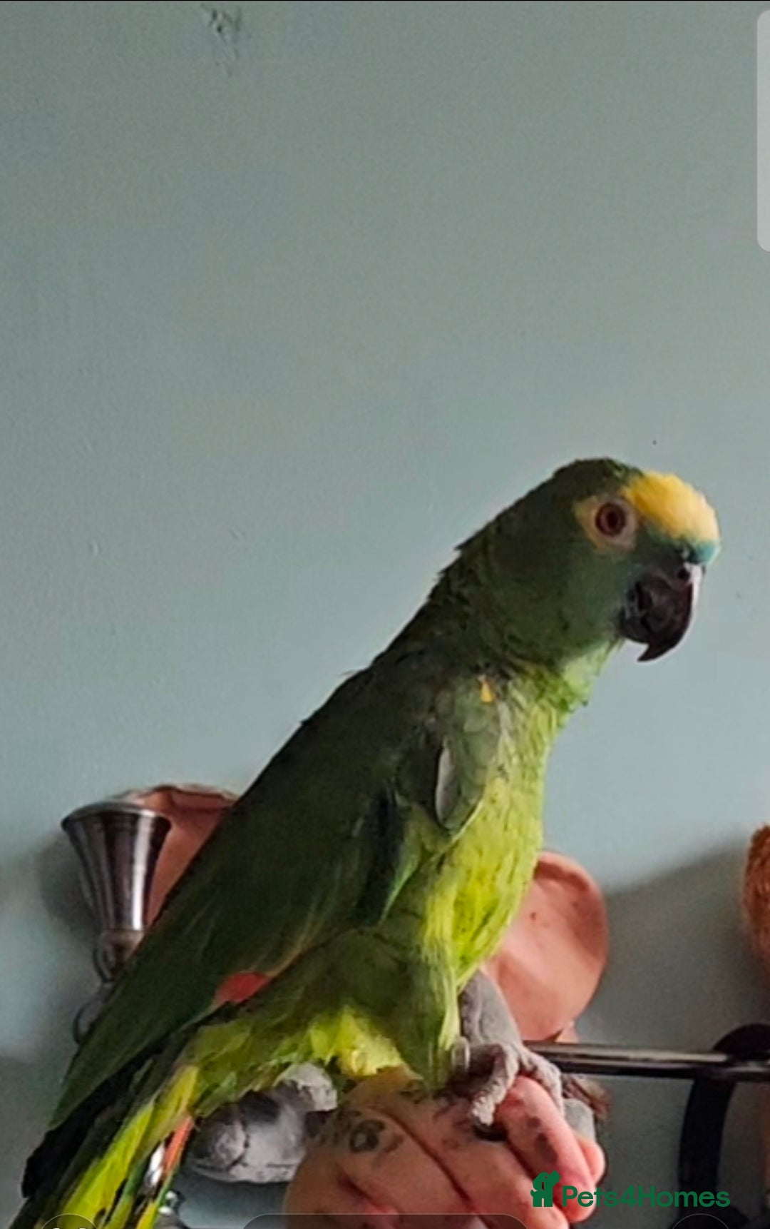 Parrots birds for sale: Talking hand tame blue fronted amazon - Advert 2