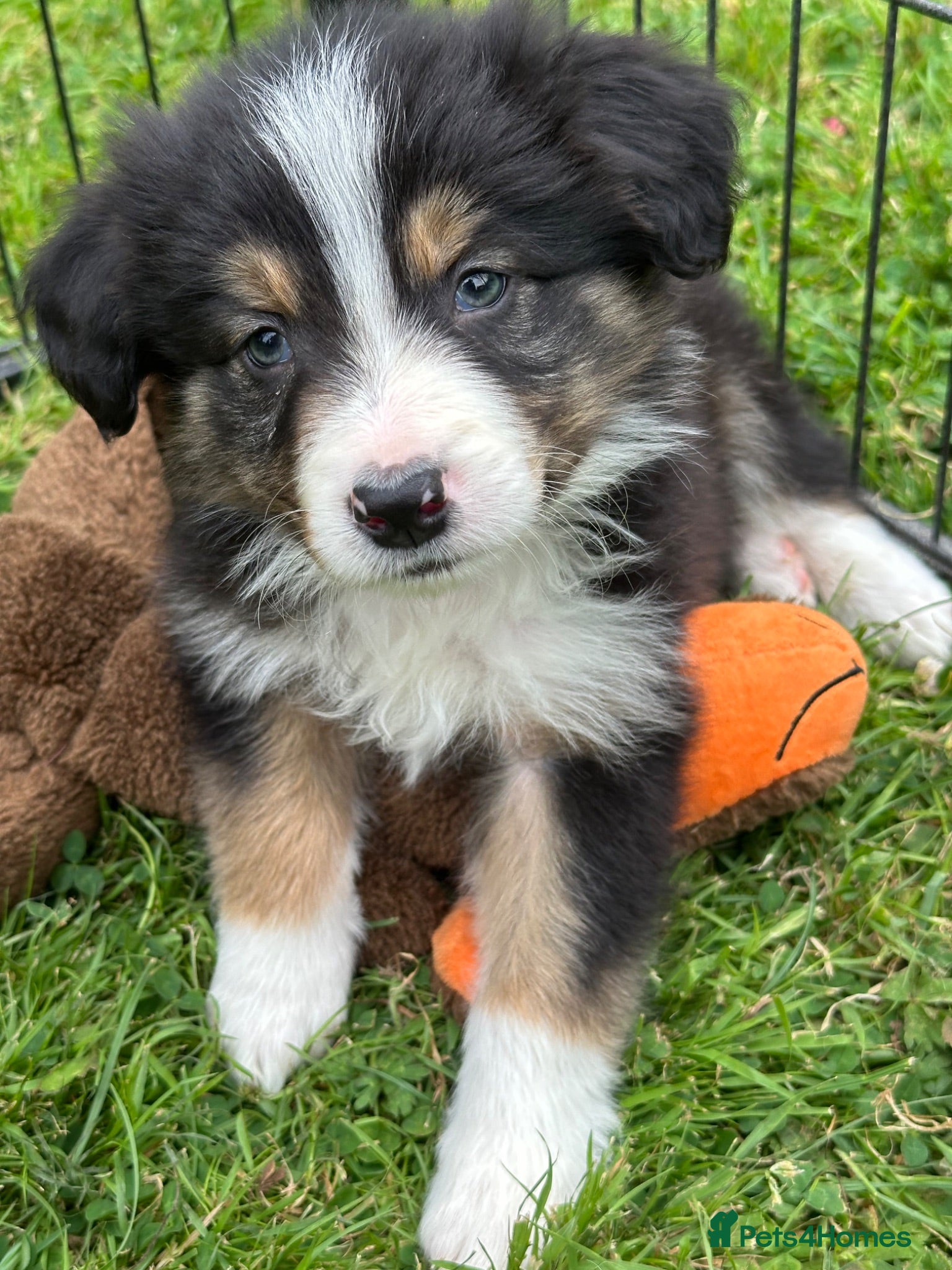 Border Collie dogs Stunning border collie pups  - Advert 1
