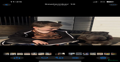 Shar Pei dogs Shar  Pei puppies  - Advert 14