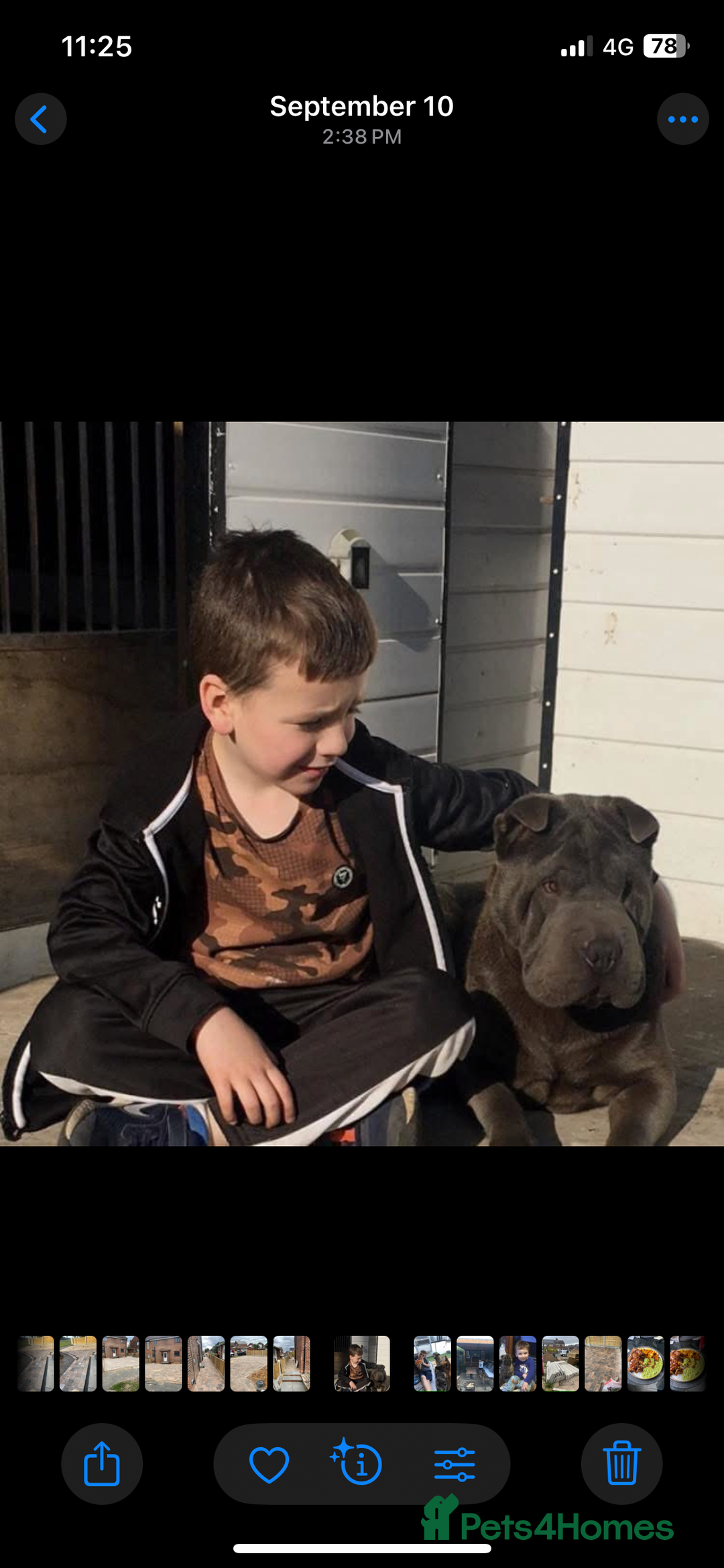 Shar Pei dogs for sale: Shar  Pei puppies  - Image 2