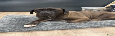 Cane Corso adult 