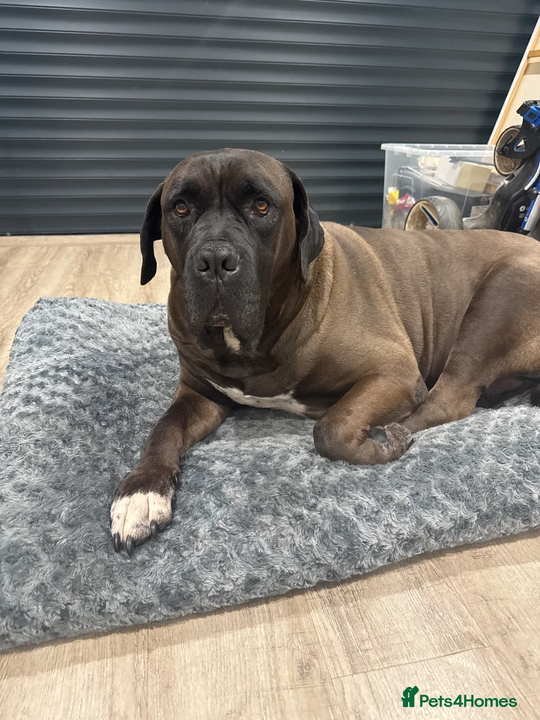 Cane Corso dogs for sale: Male Cane Corso in Bury - Advert 1