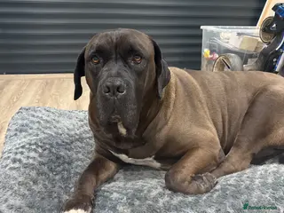 Cane Corso dogs Male Cane Corso - Advert 12