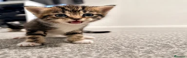 FEMALE KITTEN